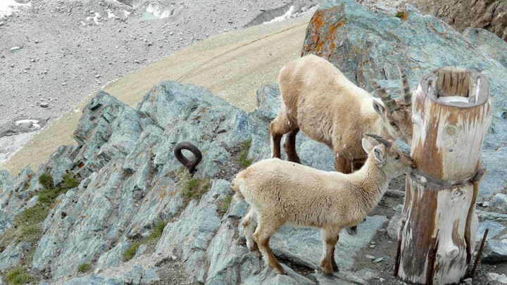 Steinbock auf dem Gornergrat