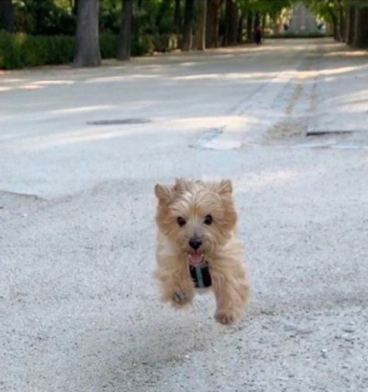 Bounding with Joy