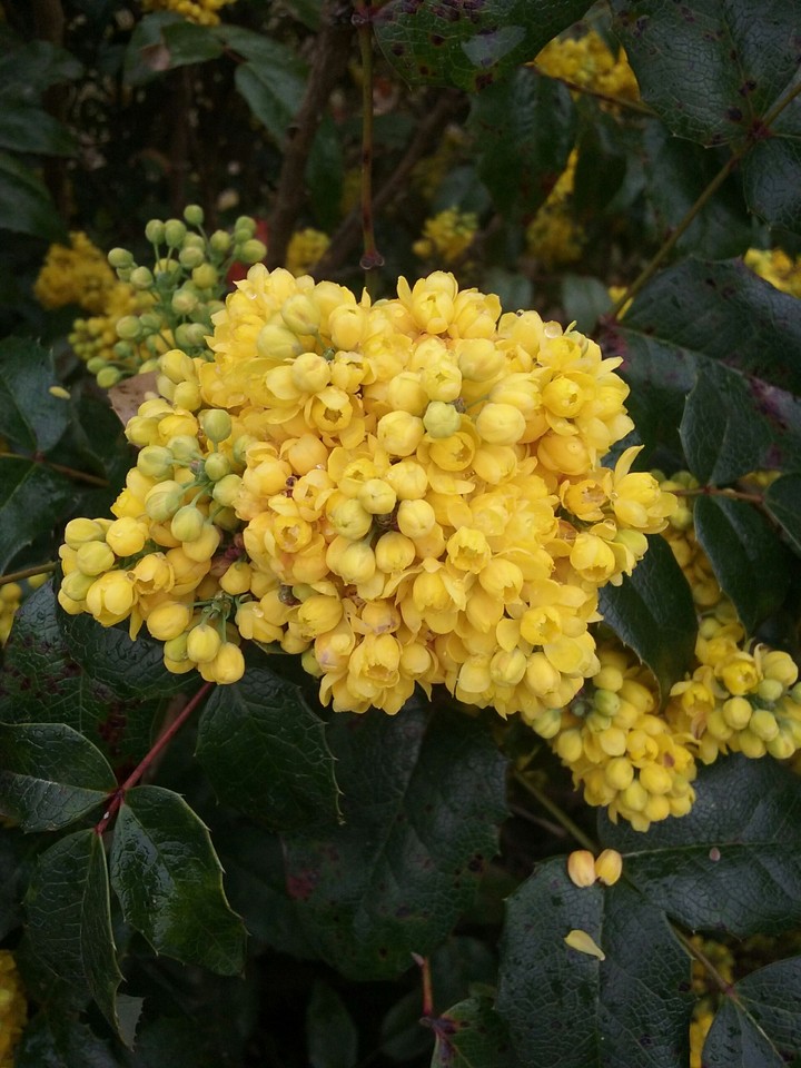 flower