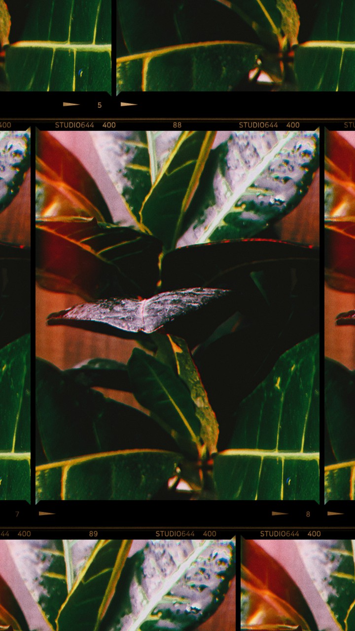 Leaves