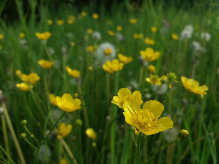 flowers