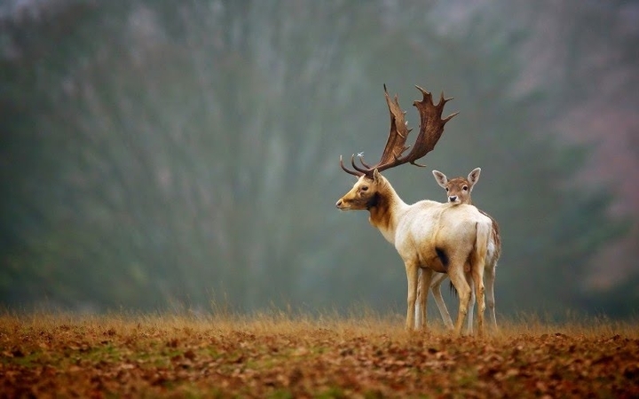 nature