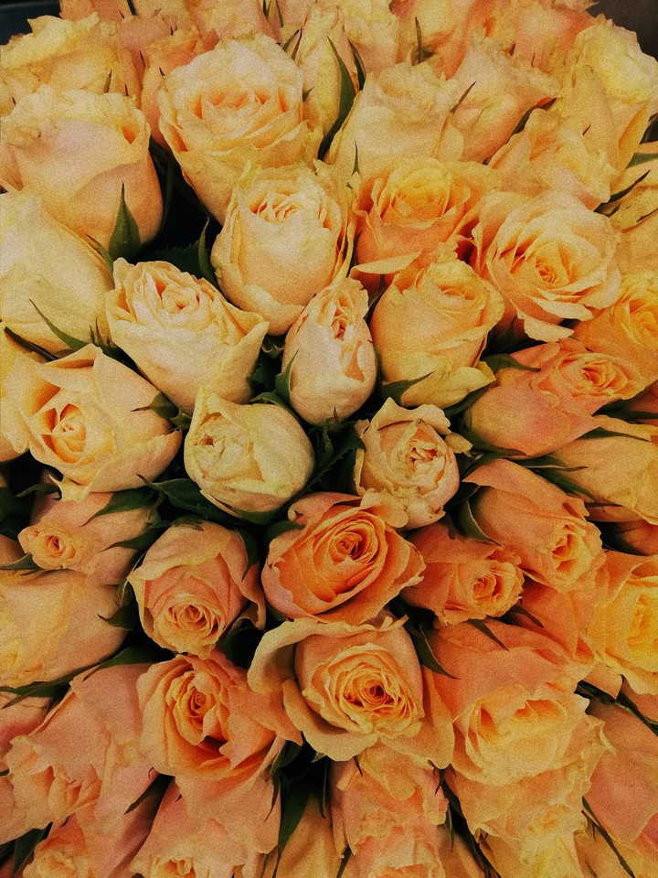 yellow roses