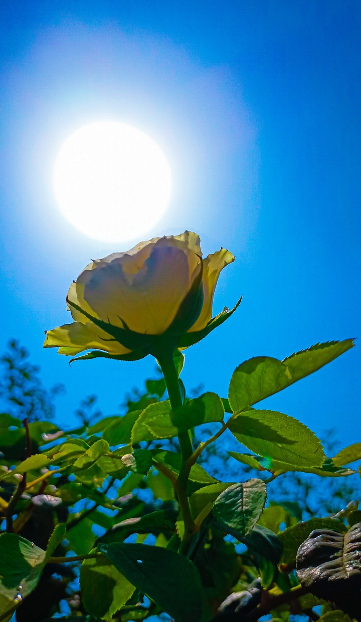 #Rose
