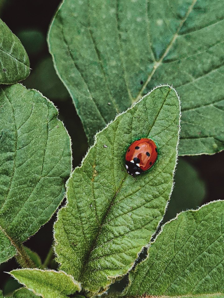 ladybug
