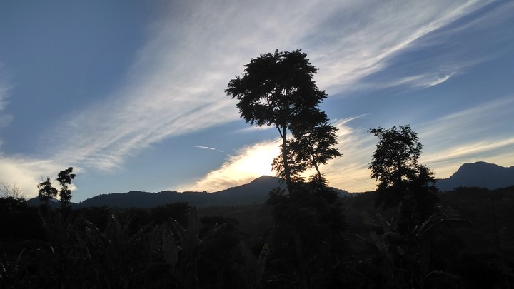 a trees