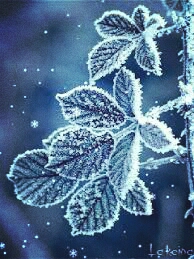 ice flower