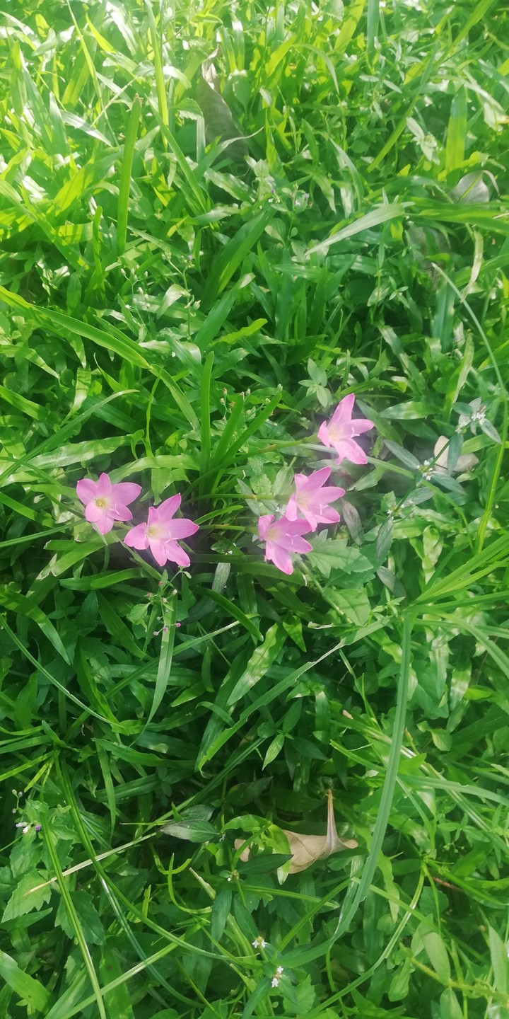 Garden Lilly
