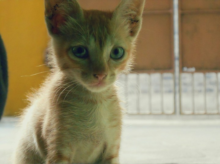 Kitty