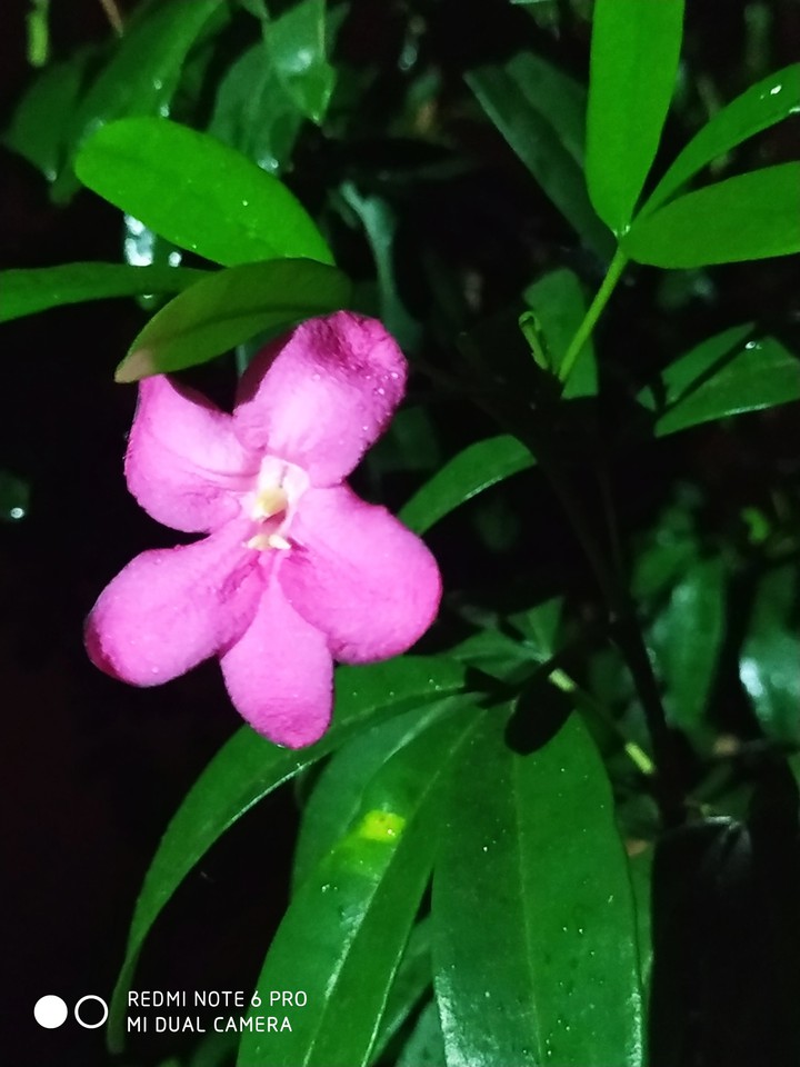 My first click
