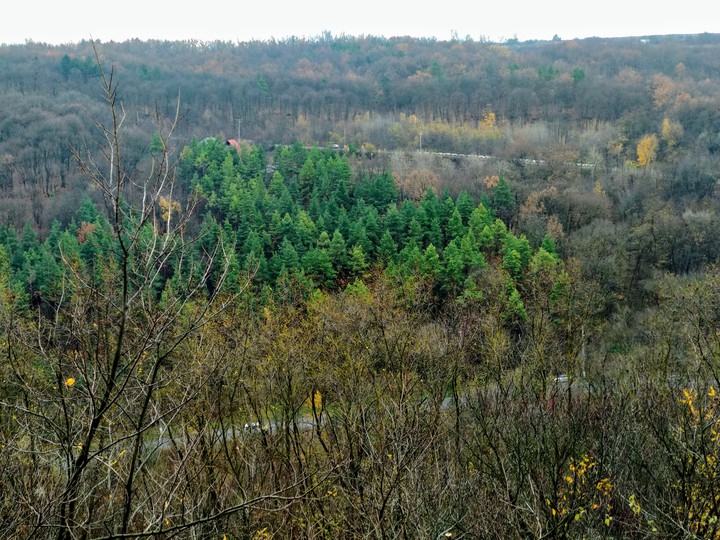Fir forest