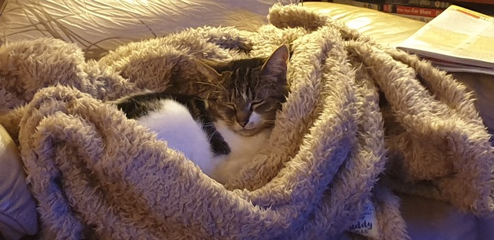spoilt cat