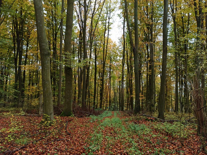 forest