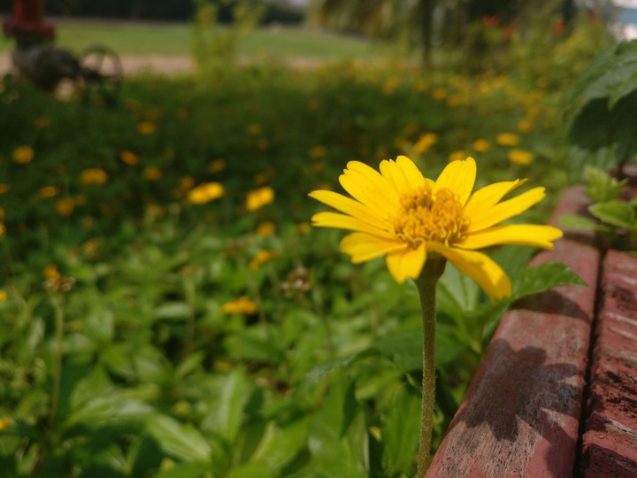 nature