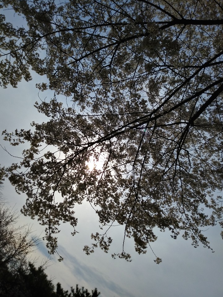 sunshine under tree