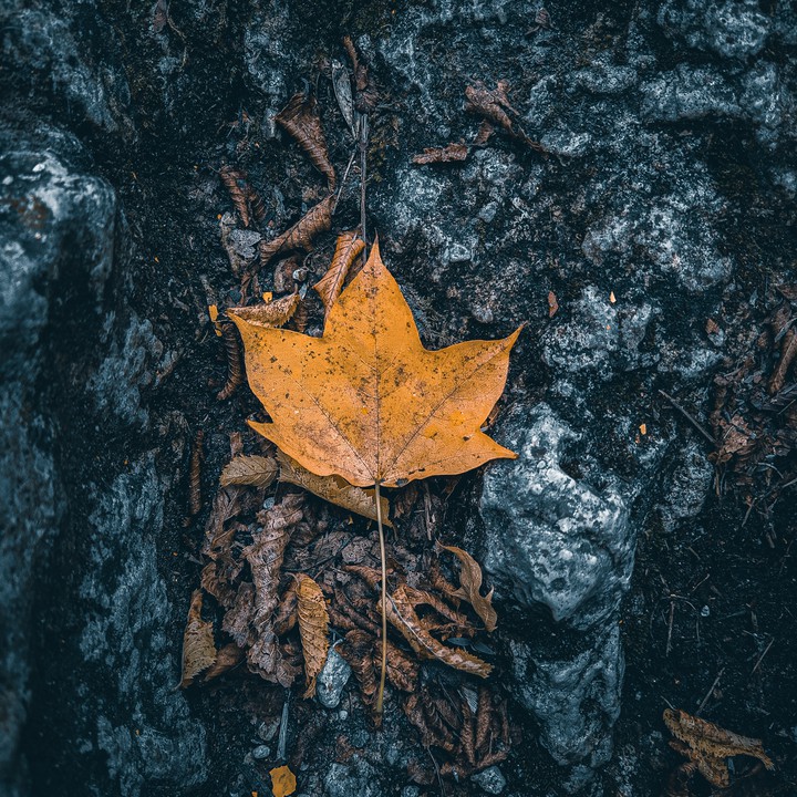 autumn