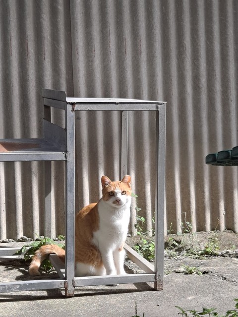 고양이, 동물 수염 배경화면