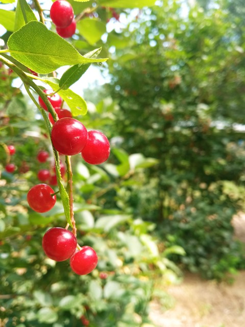 berries