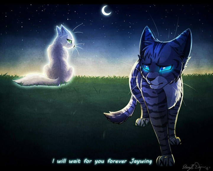 коты