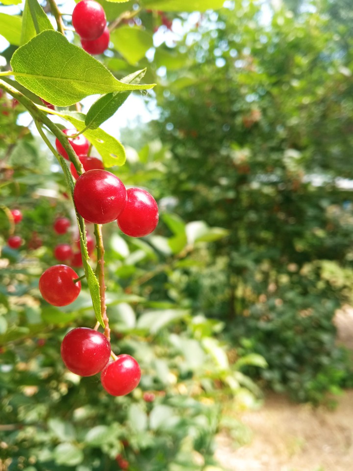 berries