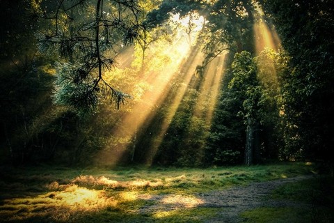 The Forest Glade