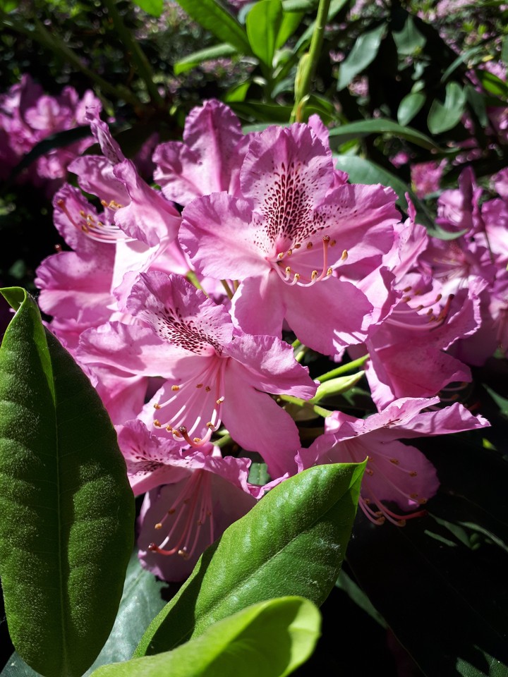 Rhododendor