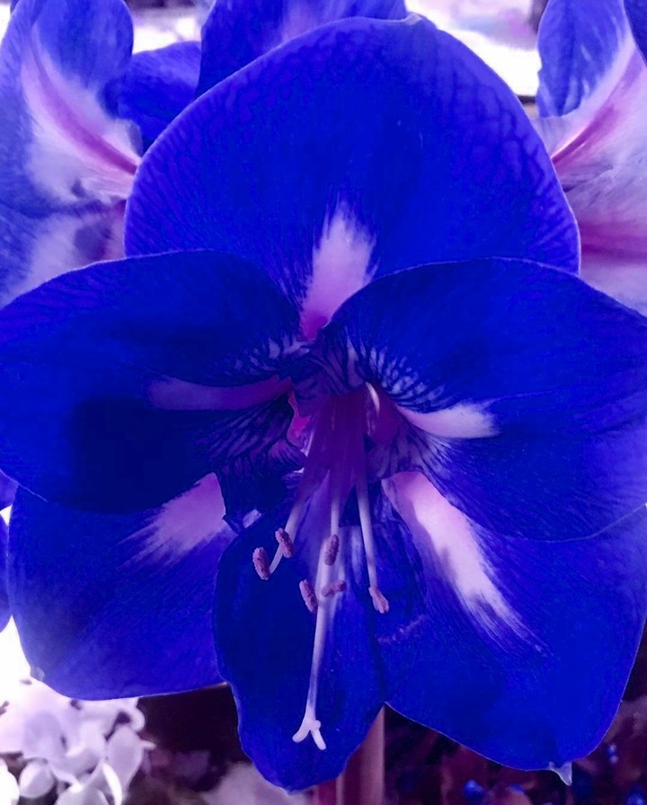blue