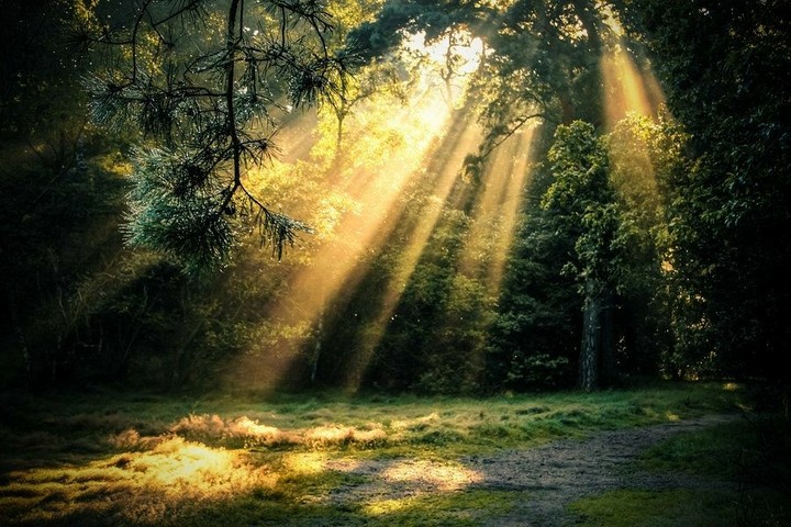 The Forest Glade