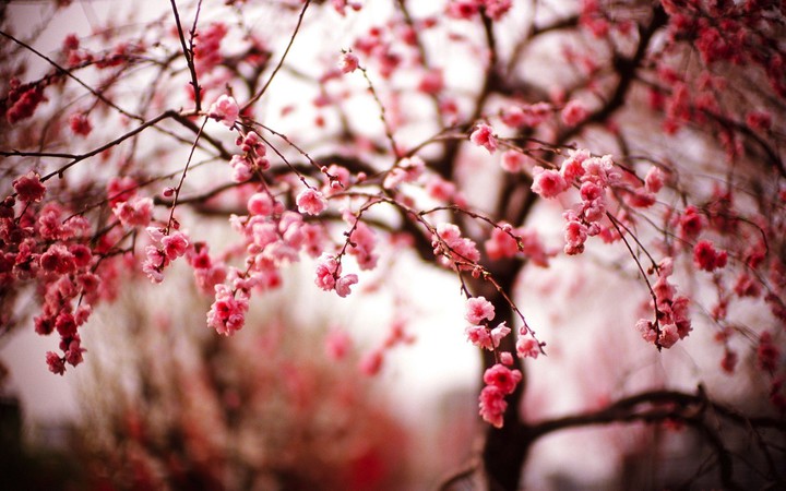 cherry blossoms