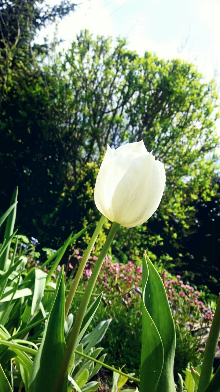 Tulip