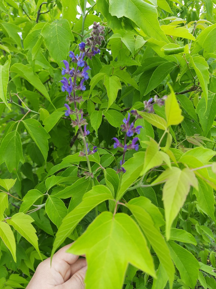 spring
