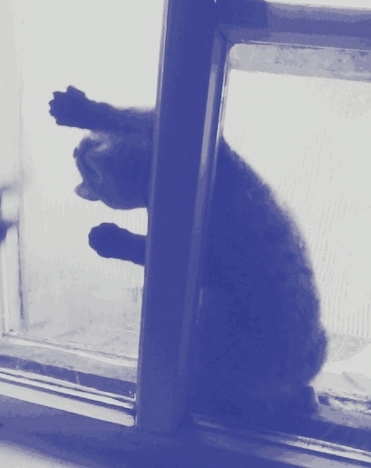 in active search of flies
