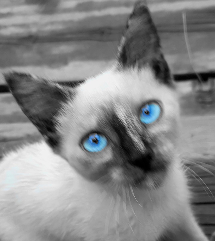 cat
