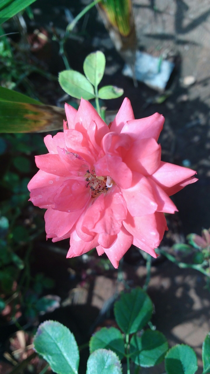 blossoms ur mind