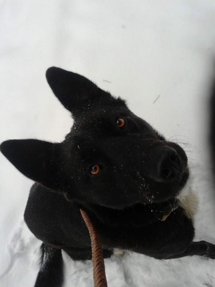 собака