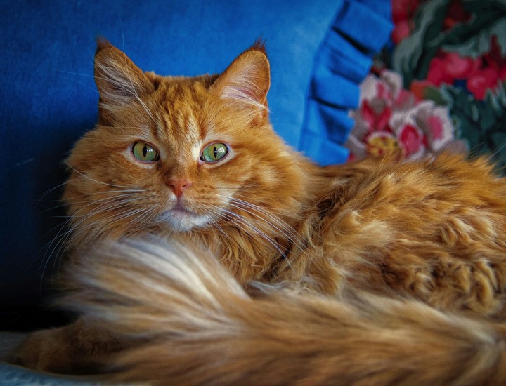 Cat ❤