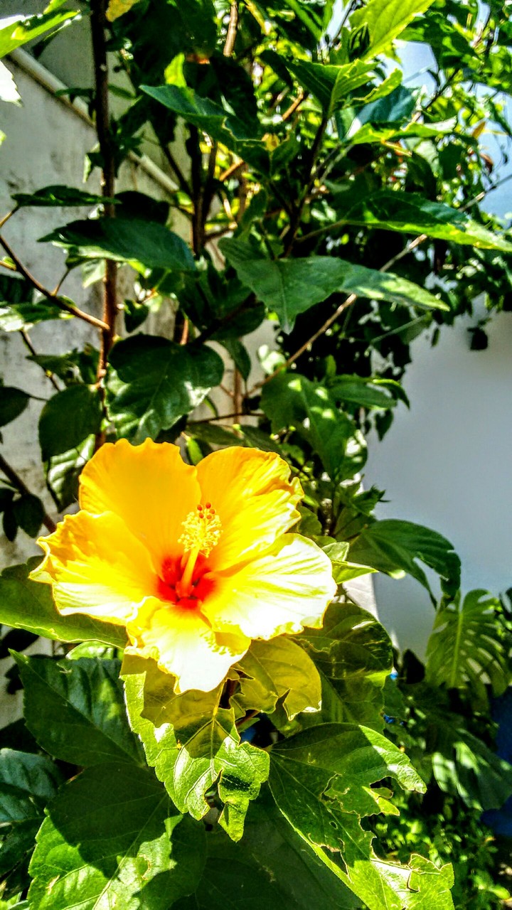 Hibisco