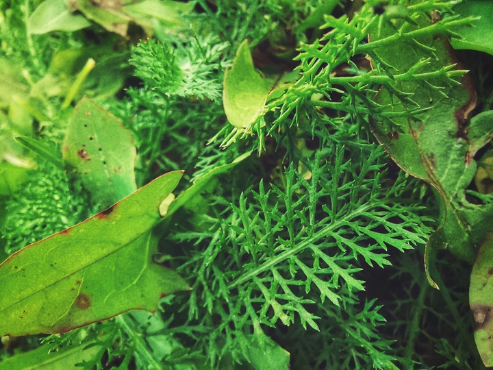 green