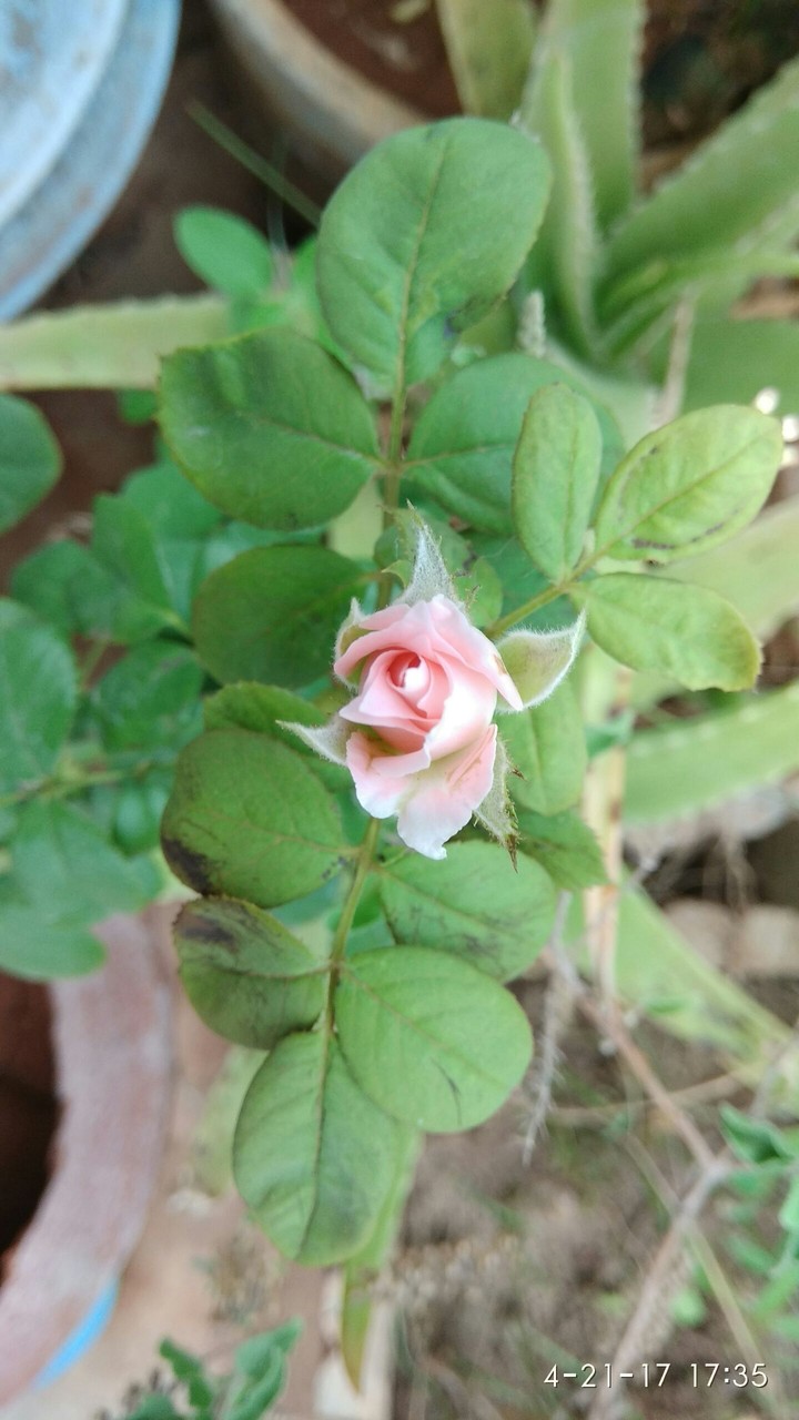 flower