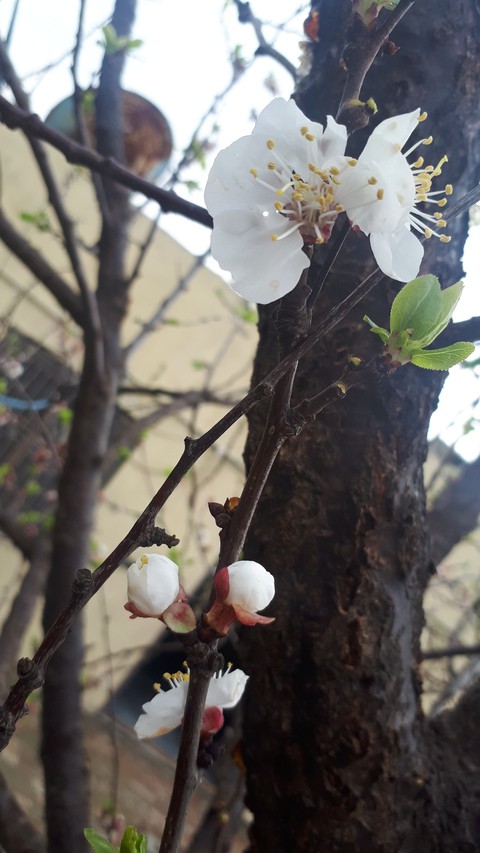 tree