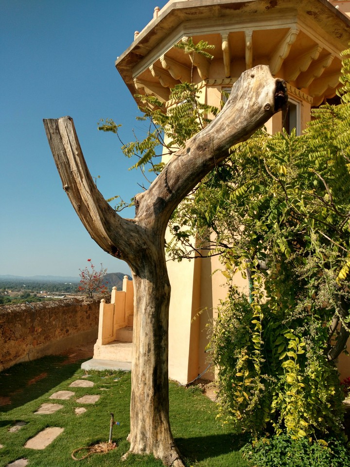 Tree without leaves