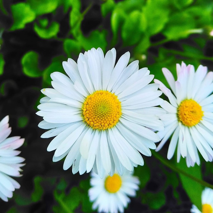 chamomiles