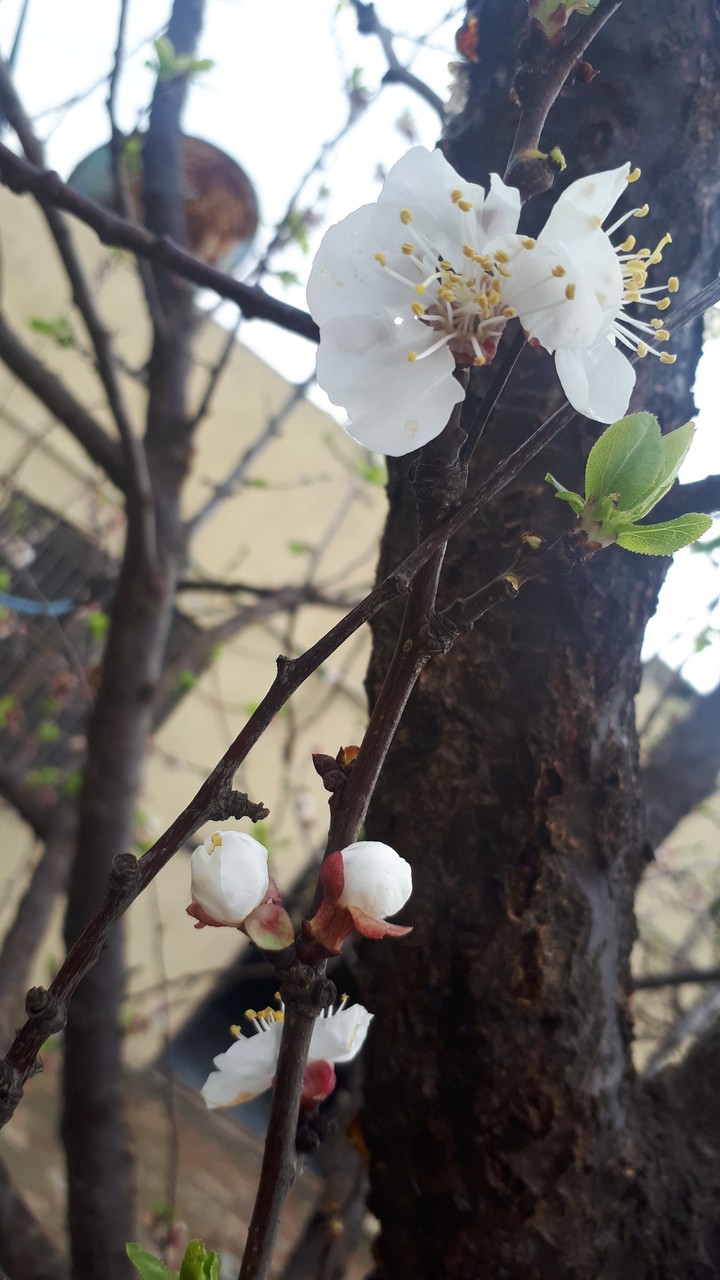 tree