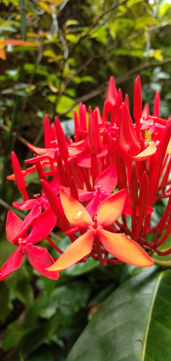 ixora