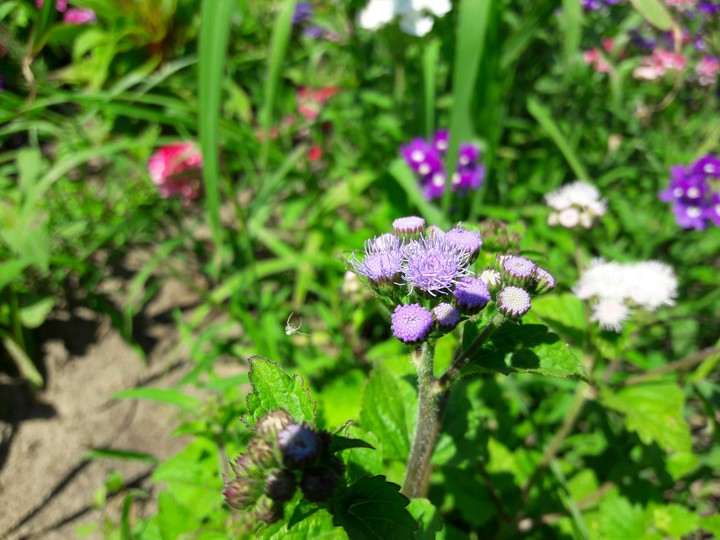 purple flower