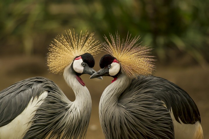 Beautiful Birds
