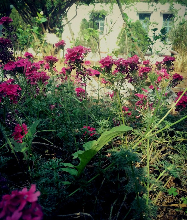 Flowers