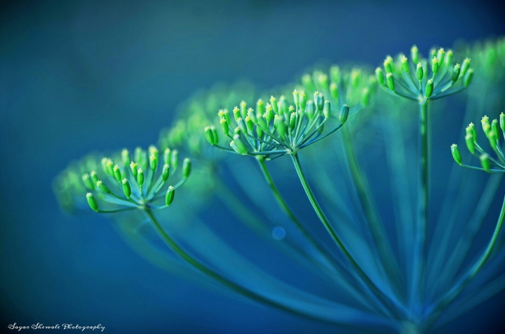 go green
