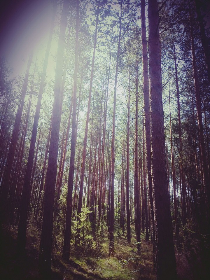 forest