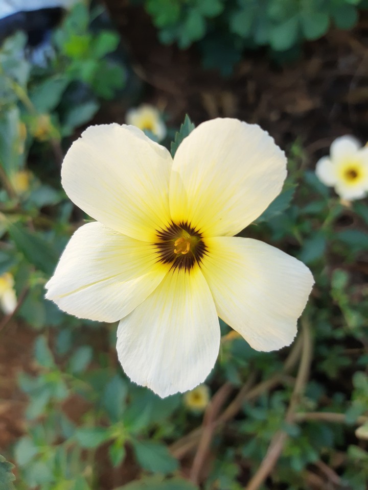 flor